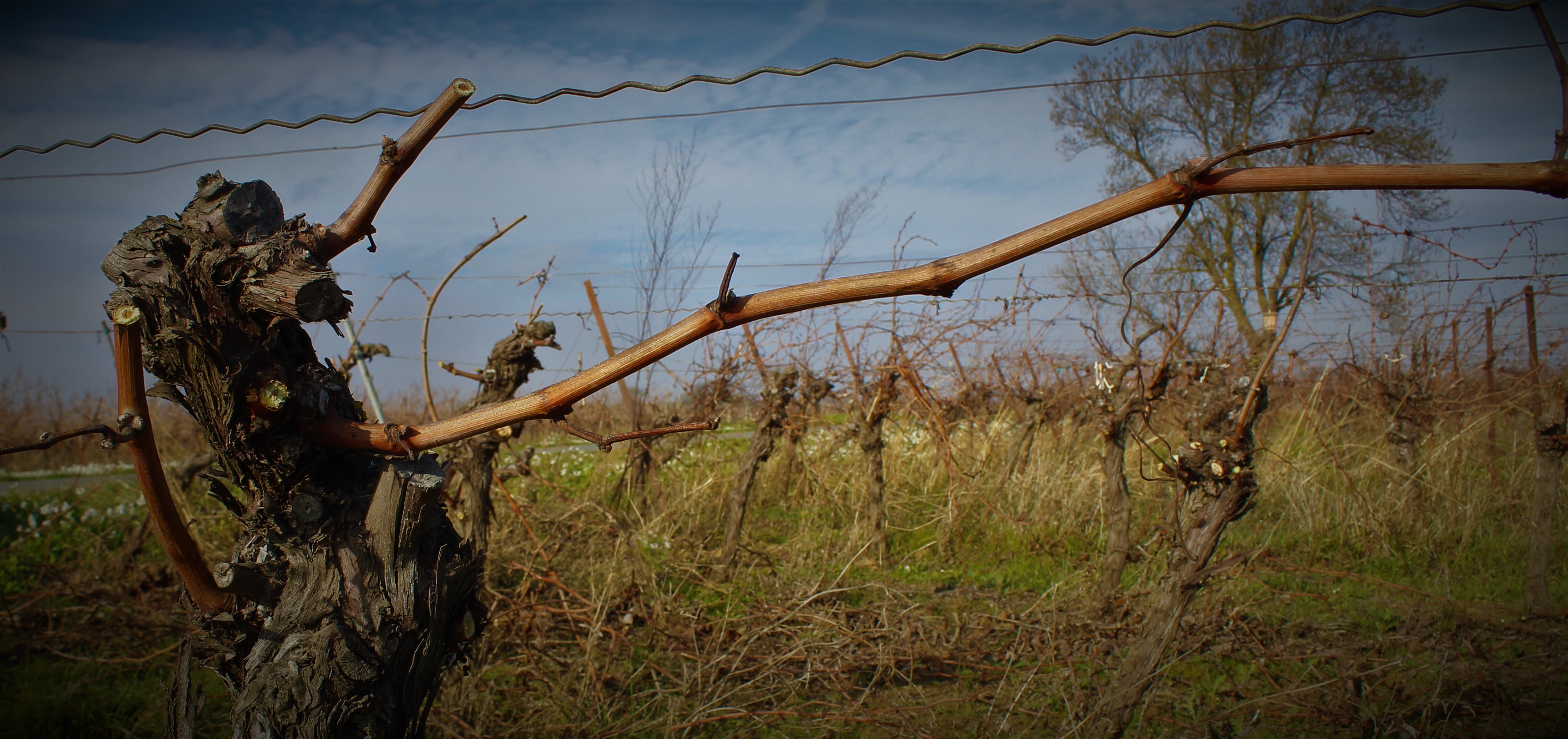 La Taille de la vigne: technique et attentes